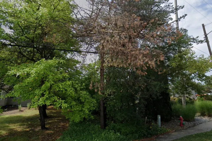 Wireless Zone Midland Jefferson Ave (Verizon)